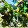 Mini Olive Rocoto Seeds - 10 Seeds | Unique Black Seeds Pepper