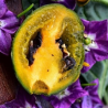 Mini Olive Rocoto 10 sementes