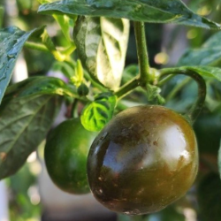 Mini Olive Rocoto 10 sementes