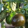 Mini Olive Rocoto 10 sementes