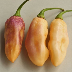 Aji White Fantasy 10 seeds