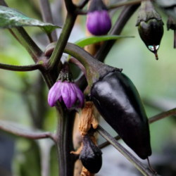 Count Dracula Pepper Seeds - 10 Seeds | Black Foliage Ornamental