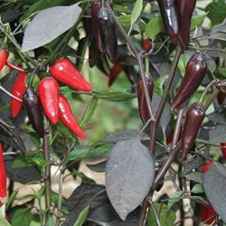 Count Dracula (black leaves) 10 seeds