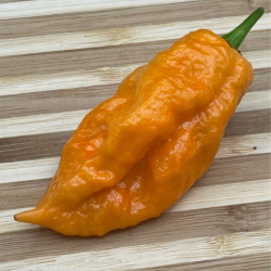 Bhut Jolokia Laranja 10 sementes