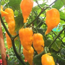 Bhut Jolokia Orange 10 seeds