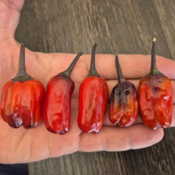 Scarlett Variegated 10 sementes
