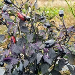 Scarlett Variegated Seeds - 10 Seeds | Beautiful Ornamental Chili