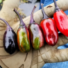 Scarlett Variegated 10 seeds