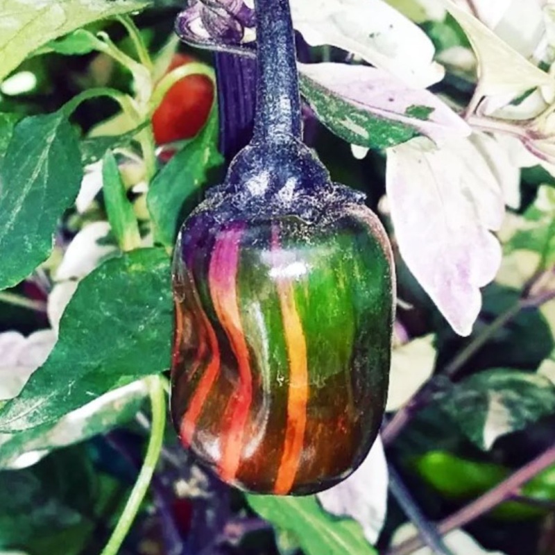 Scarlett Variegated 10 sementes