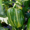 Candy Cane Chocolate Cherry (riscas) 10 sementes