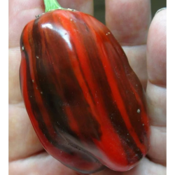 Candy Cane Chocolate Cherry (riscas) 10 sementes