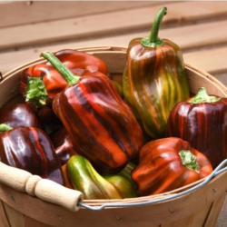 Candy Cane Chocolate Cherry (stripped) 10 seeds