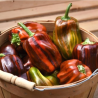 Candy Cane Chocolate Cherry (stripped) 10 seeds