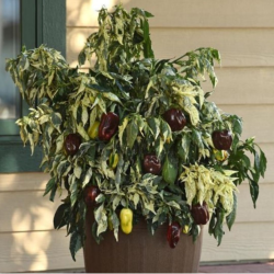 Candy Cane Chocolate Cherry (stripped) 10 seeds