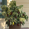 Candy Cane Chocolate Cherry (stripped) 10 seeds