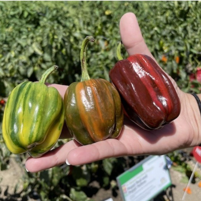 Candy Cane Chocolate Cherry (stripped) 10 seeds