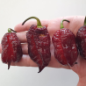 Gator Jigsaw Purple Seeds - 10 Seeds | 2 Million SHU Super-Hot