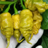 T-Rex Mustard 10 sementes