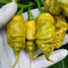 T-Rex Mustard 10 seeds