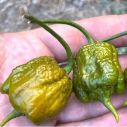 Carolina Reaper Mustard 10 seeds