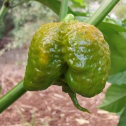 Carolina Reaper Mustard Seeds - 10 Seeds | Rare Nuclear Pepper
