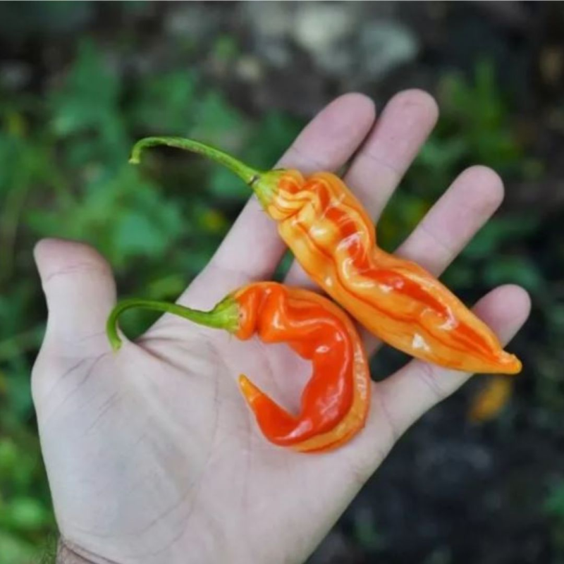 Sugar Rush Peach STRIPPED 10 seeds