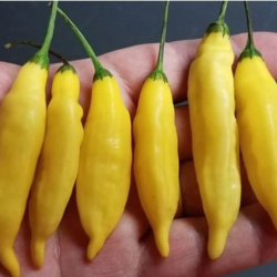 Aji Lemon DROP 10 sementes