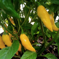 Aji Lemon DROP 10 seeds