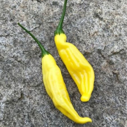 Aji Lemon DROP 10 sementes