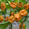Habanero Mostarda 10 sementes
