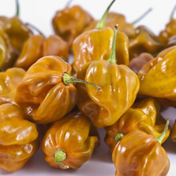 Habanero Mustard