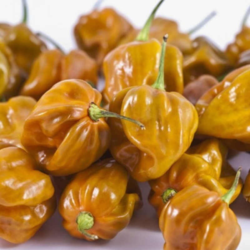 Habaneno Mustard 10 seeds
