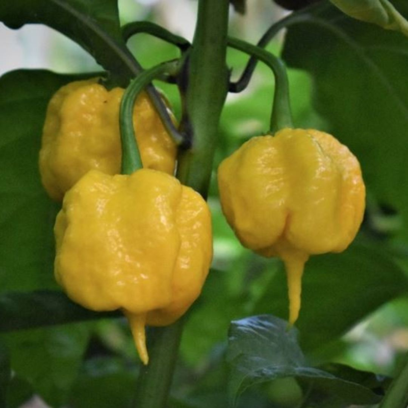 Carolina Reaper Amarela 10 sementes
