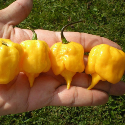 Carolina Reaper Yellow 10 seeds
