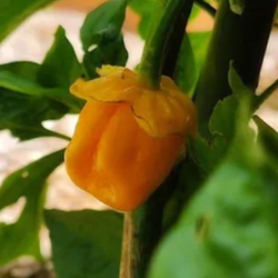 7 Pot Bubblegum Laranja 10 sementes