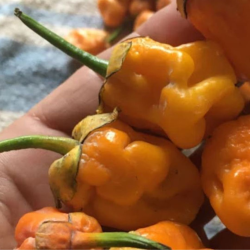7 Pot Bubblegum Laranja 10 sementes