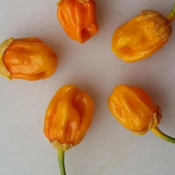 7 Pot Bubblegum Orange 10 seeds