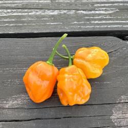 7 Pot Bubblegum Laranja 10 sementes