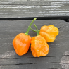 7 Pot Bubblegum Laranja 10 sementes