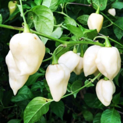 Bhut Jolokia Branca 10 sementes