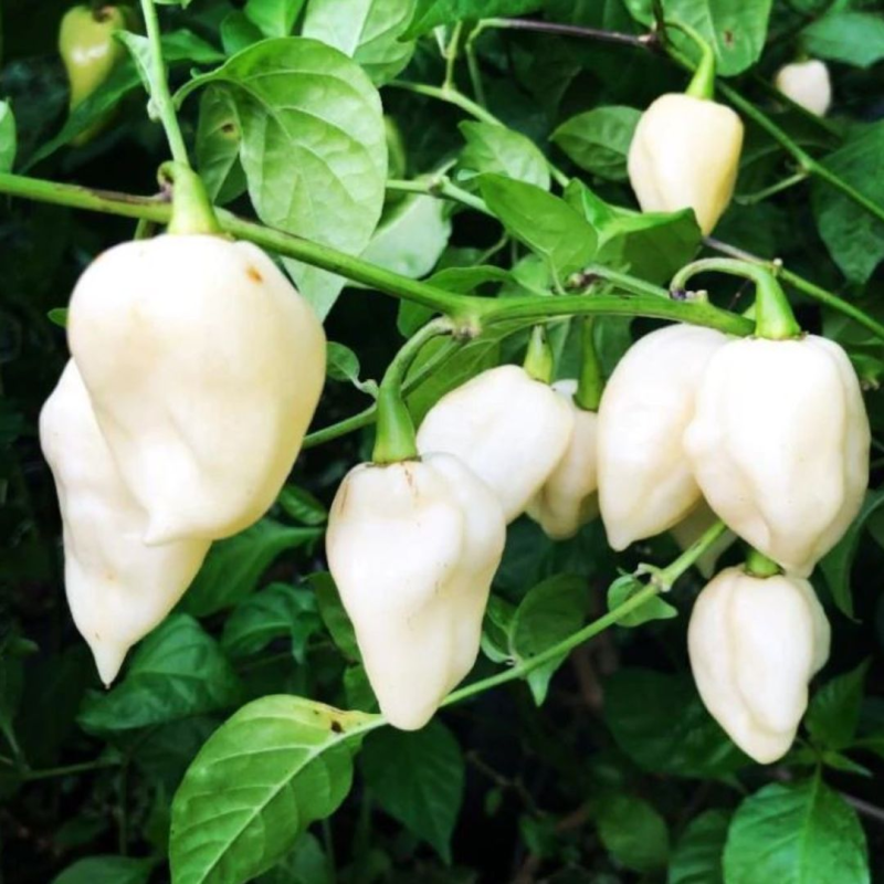 Bhut Jolokia Branca 10 sementes