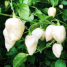 White Bhut Jolokia