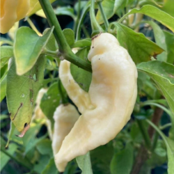 Bhut Jolokia Branca 10 sementes