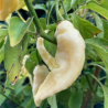 Bhut Jolokia Branca 10 sementes