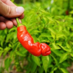 Peter Pepper 10 seeds