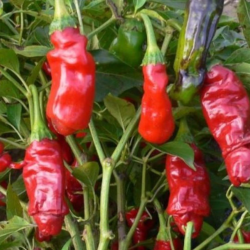 Peter Pepper 10 sementes