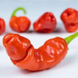 Peter Pepper 10 sementes