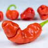 Peter Pepper 10 sementes