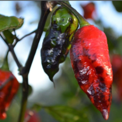 Faddas Darth Maul 10 seeds