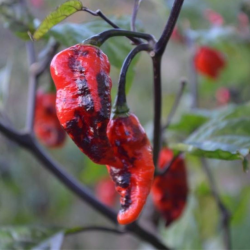 Faddas Darth Maul 10 seeds